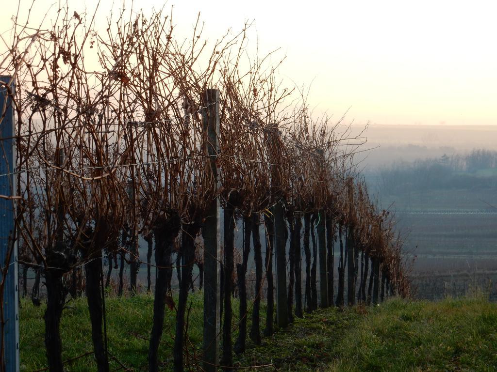 Pension Rudi - Weingut Kellner Hotel Pulkau Bagian luar foto